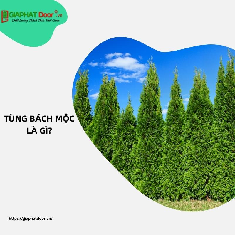 Tùng Bách Mộc là gì?