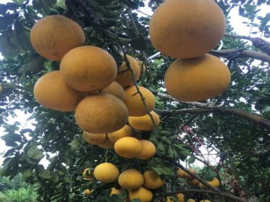 Bưởi Diễn nhiều trĩu quả