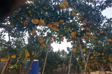 Bưởi Diễn tại vườn gốc 2