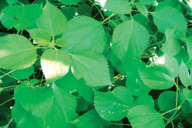 Cây lá gai - nguyên liệu làm bánh gai cổ truyền