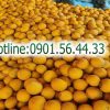 Cung cấp Bưởi Diễn Hà Nội