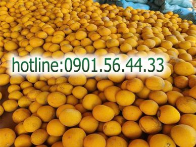 Cung cấp Bưởi Diễn Hà Nội