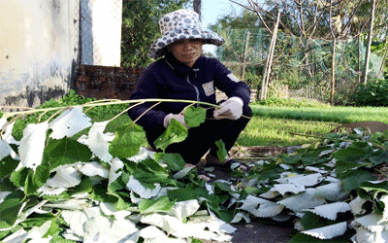 hái lá gai tươi phơi khô