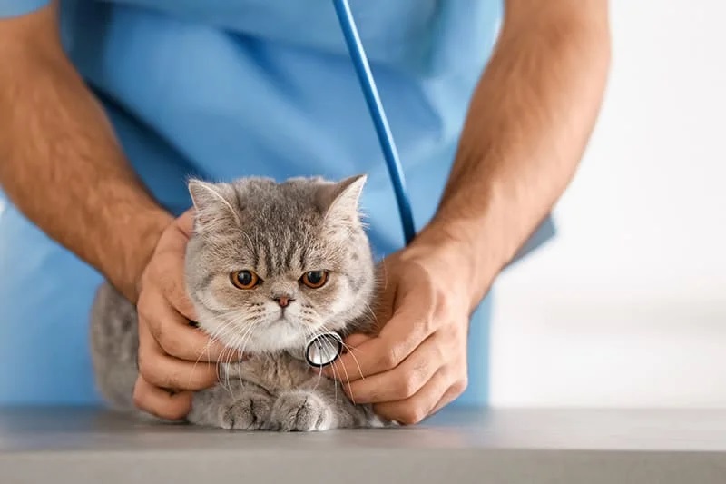 Tại sao mèo bị tiết niệu? Cách chọn thức ăn cho mèo bị tiết niệu phù hợp