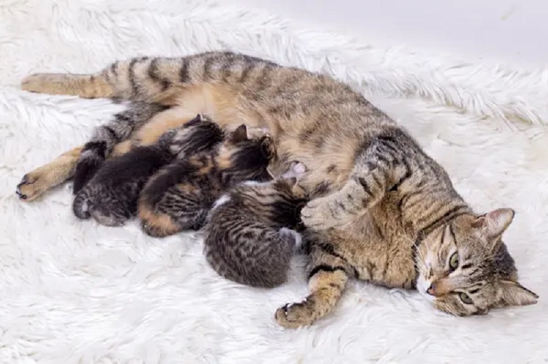 Mèo mới đẻ ăn gì? Chọn thức ăn cho mèo mới đẻ như nào cho phù hợp