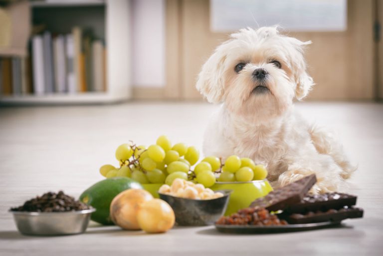 pet food 3