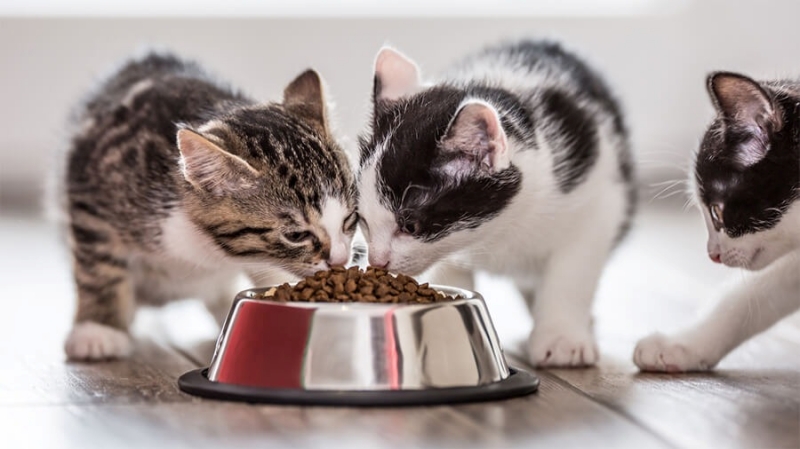 pet food 4