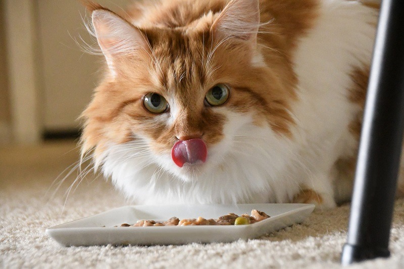 pet food 5