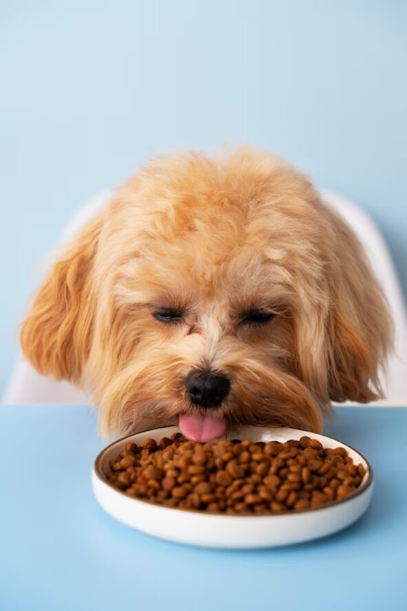 pet food 6