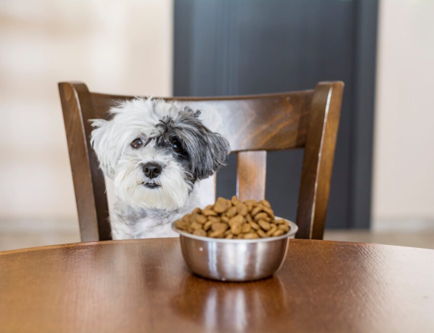 pet food 7