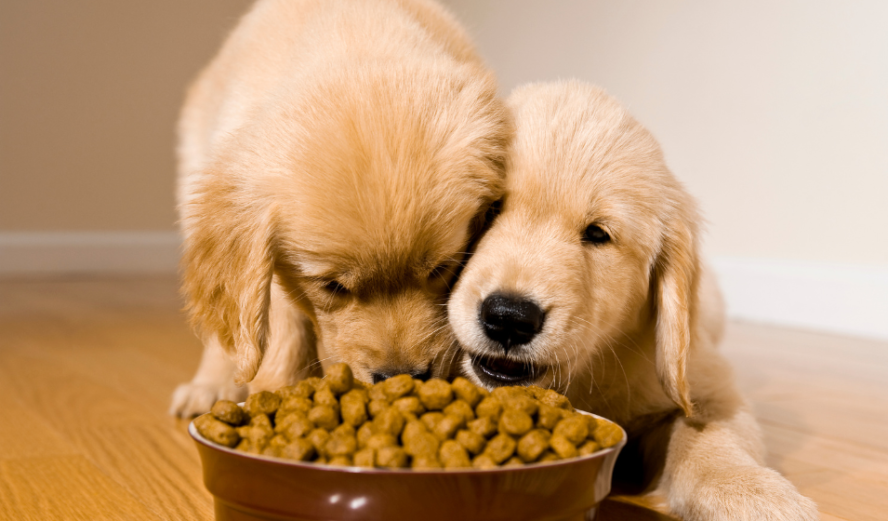 pet food 9