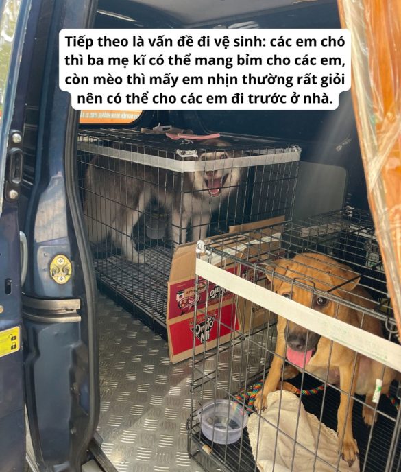 Dịch vụ vận chuyển thú cưng bằng tàu hỏa 5 van chuyen thu cung bang tau hoa 4