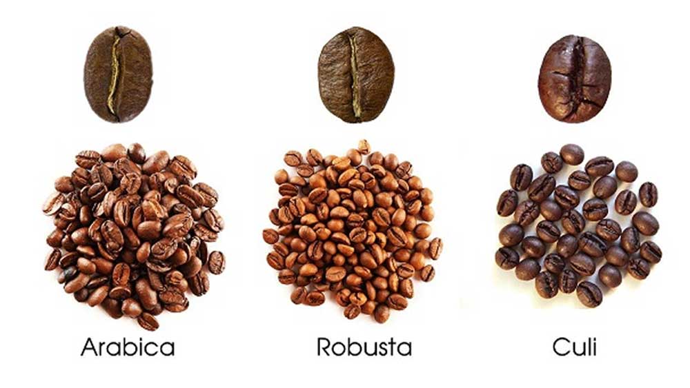 Các loại hạt cafe phổ biến hiện nay