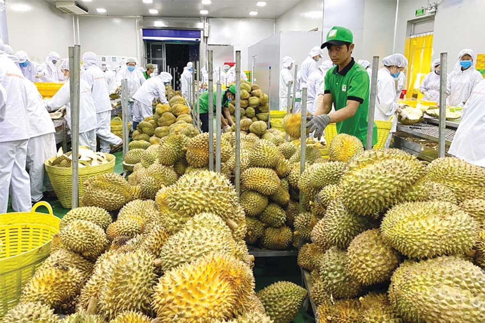 Dịch vụ gửi trái cây đi Hàn Quốc giá rẻ, nhanh chóng 1 Xuất khẩu trái cây