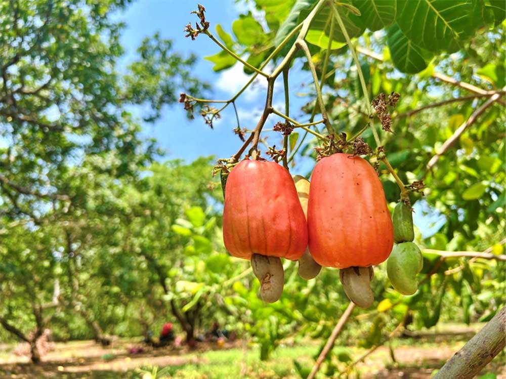 Thủ tục nhập khẩu hạt điều thô 4 Quả điều