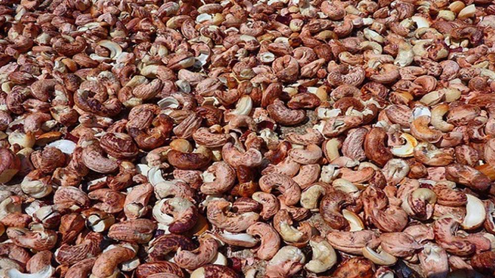 Thủ tục nhập khẩu hạt điều thô 2 Thủ tục nhập khẩu hạt điều thô