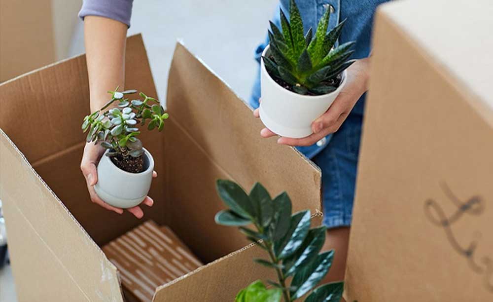 Vận chuyển cây cảnh đi Mỹ