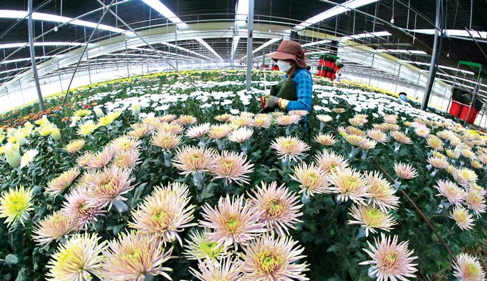 Thủ tục xuất khẩu cây cảnh