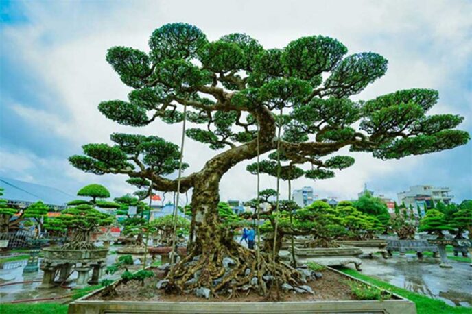 Thủ tục xuất khẩu cây cảnh