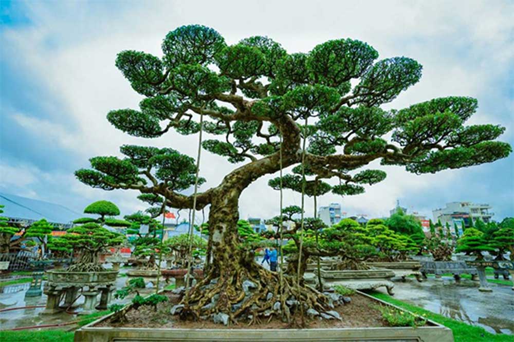 Thủ tục xuất khẩu cây cảnh
