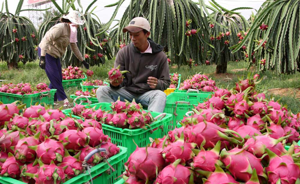 Vận chuyển hoa quả Bắc Nam