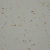 Đá nhân tạo Vicostone White Shells BQ370