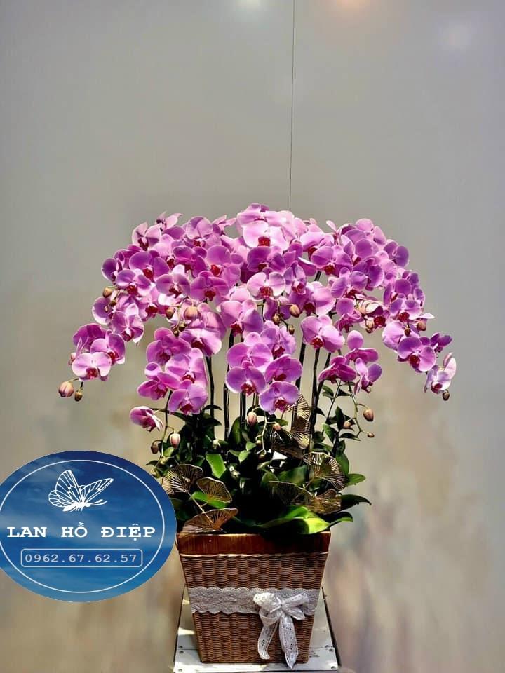Tím Huế - LHD024T