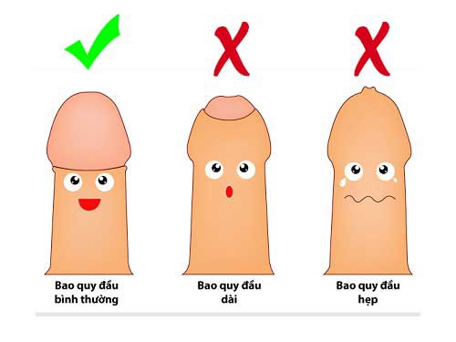 Hình ảnh bao quy đầu hay da quy đầu