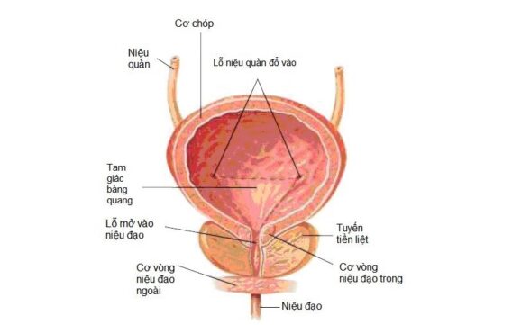 ytechinhhang-cau-tao-cua-bang-quang