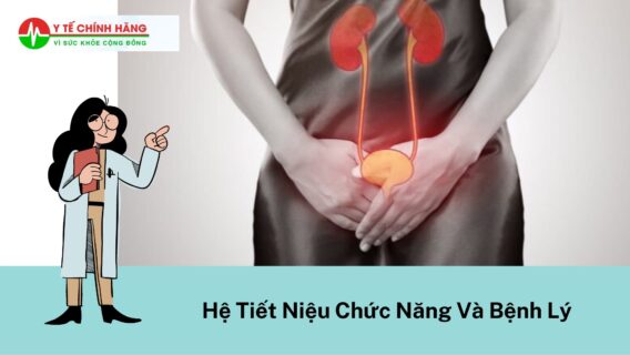 ytechinhhang-he-tiet-nieu-gom-chuc-nang-va-benh-ly