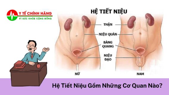 https://ytechinhhang.com/he-tiet-nieu-gom-nhung-co-quan-nao/