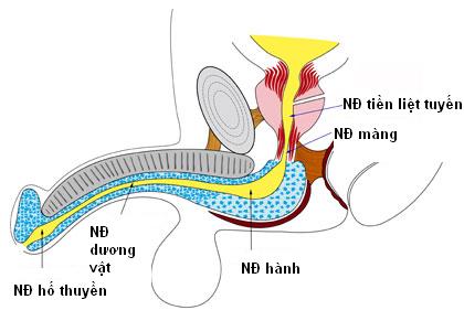 ytechinhhang-nieu-dao-cua-nam-gioi