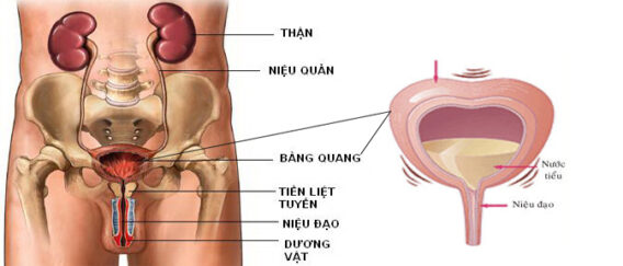 Vị Trí của Bàng Quang