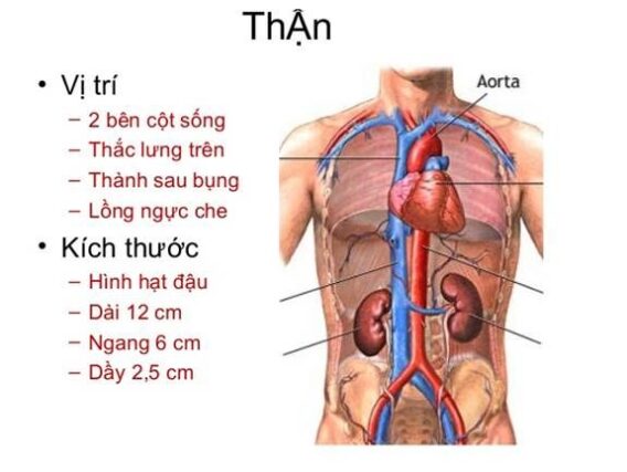 ytechinhhang-vi-tri-than