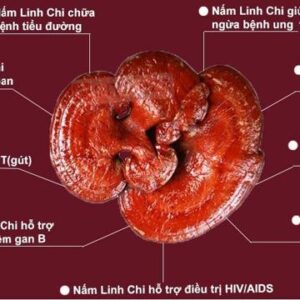 Nấm Linh Chi Đỏ Hồng Chi Hộp 500 Gram 8 Các Tác Dụng của Nấm Linh Chi