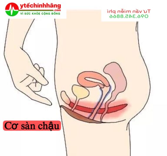 Tìm Hiểu Thêm các phương pháp luyện tập kegel : Mười lý do để tập thể dục cơ sàn chậu của bạn Giới thiệu tìm hiểu về vị trí cơ sàn chậu, cơ kegel CÁC MÁY TẬP KEGEL TỐT NHẤT HIỆN NAY Tập Kegel Cho Phái Đẹp Luyện tập Kegel cho bà bầu đúng cách