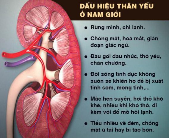 Thận Yếu Nam Giới