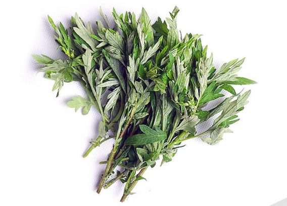 Các Phương Pháp Ngâm Chân Phổ Biến Là Gì? 14 Các Phương Pháp Ngâm Chân Phổ Biến Là Gì? Một số bài thuốc nhỏ kết hợp ngâm chân với lá ngải cứu: