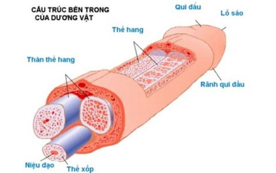 da quy dau 40
