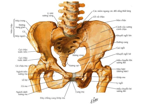 Xương Chậu Của Mẹ Sau Sinh 7 Xương Chậu Của Mẹ Sau Sinh