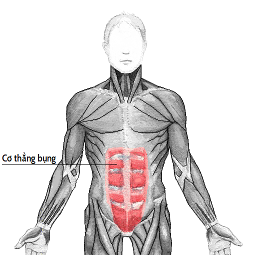 8 Thay Đổi Cơ Thể Mẹ Sau Sinh 10 Rectus abdominis vi