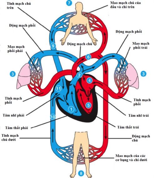8 Thay Đổi Cơ Thể Mẹ Sau Sinh 8 So do vong tuan hoan mau o nguoi min