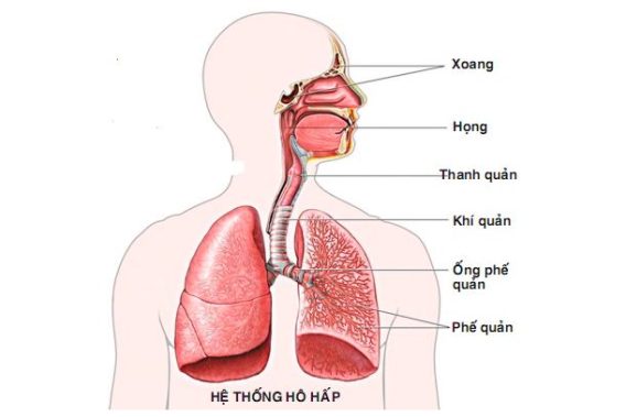 8 Thay Đổi Cơ Thể Mẹ Sau Sinh 7 he ho hap la gi cau tao cua he ho hap