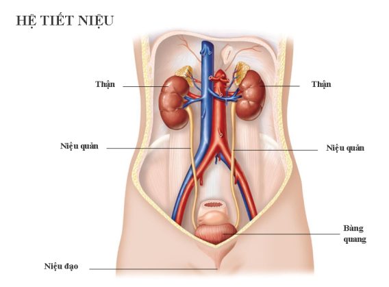 8 Thay Đổi Cơ Thể Mẹ Sau Sinh 10 he tiet nieu cua co the