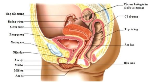 8 Thay Đổi Cơ Thể Mẹ Sau Sinh 7 8 Thay Đổi Cơ Thể Mẹ Sau Sinh