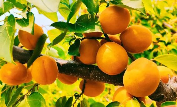 10 Loại Trái Cây Bà Bầu Không Nên Ăn 22 10 Loai Trai Cay Ba Bau Khong Nen An 10
