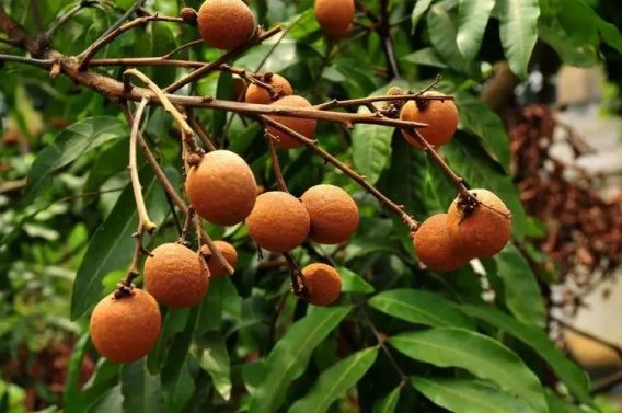 10 Loại Trái Cây Bà Bầu Không Nên Ăn 15 10 Loai Trai Cay Ba Bau Khong Nen An 4