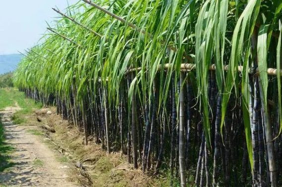 Mùa Thu Ăn Gì Để Bảo Vệ Sức Khỏe Phần 2 17 Mua Thu An Gi De Bao Ve Suc Khoe Phan 2 2