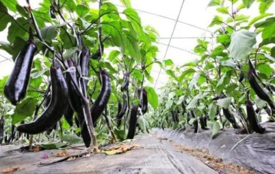 Mùa Thu Ăn Gì Để Bảo Vệ Sức Khỏe Phần 2 18 Mua Thu An Gi De Bao Ve Suc Khoe Phan 2 4
