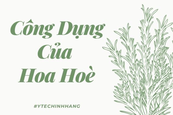 Cong Dung Cua Hoa Hoe